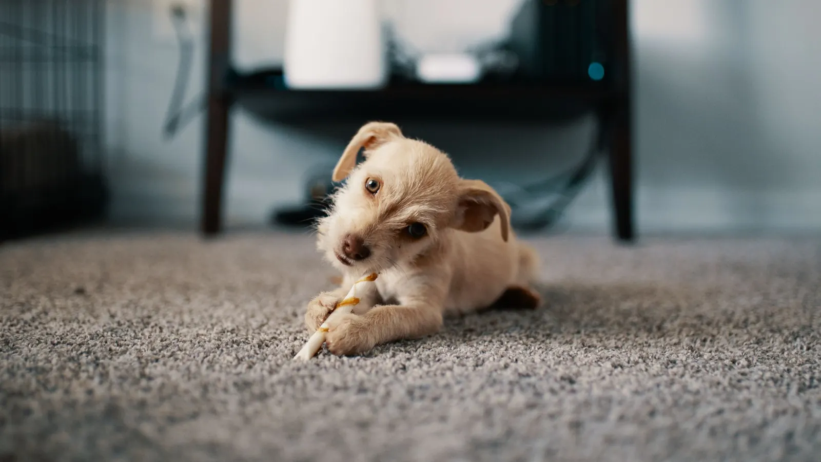 Small dog lying on a gray wall-to-wall carpet chewing a treat
