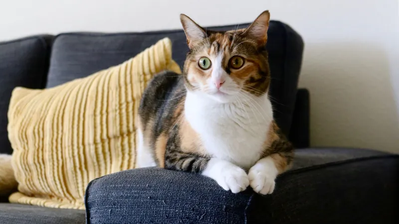 Calico cat resting on a sofa next to a yellow pillow