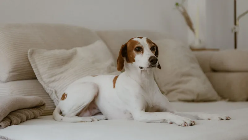 Dog resting on a beige fabric sofa