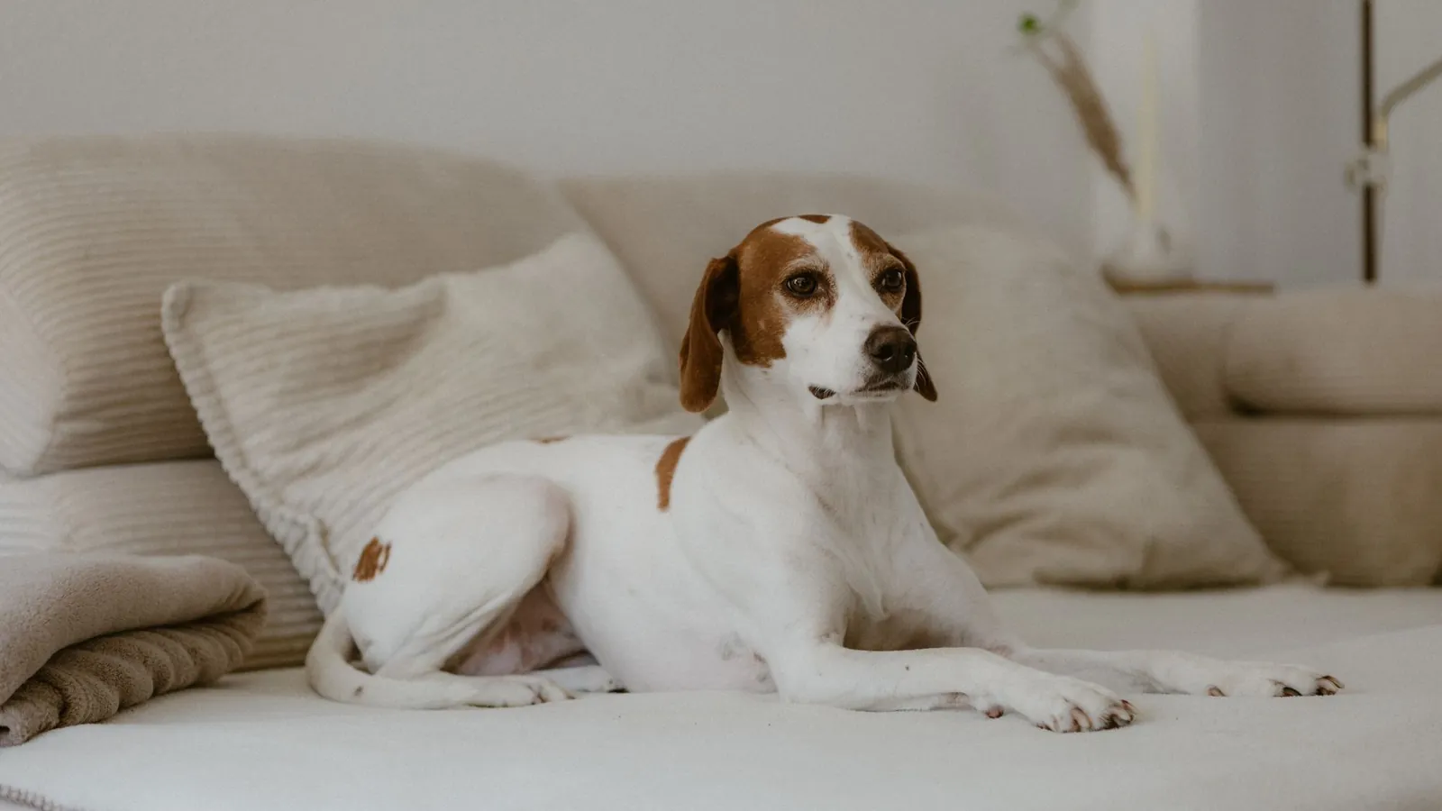 Dog resting on a beige fabric sofa