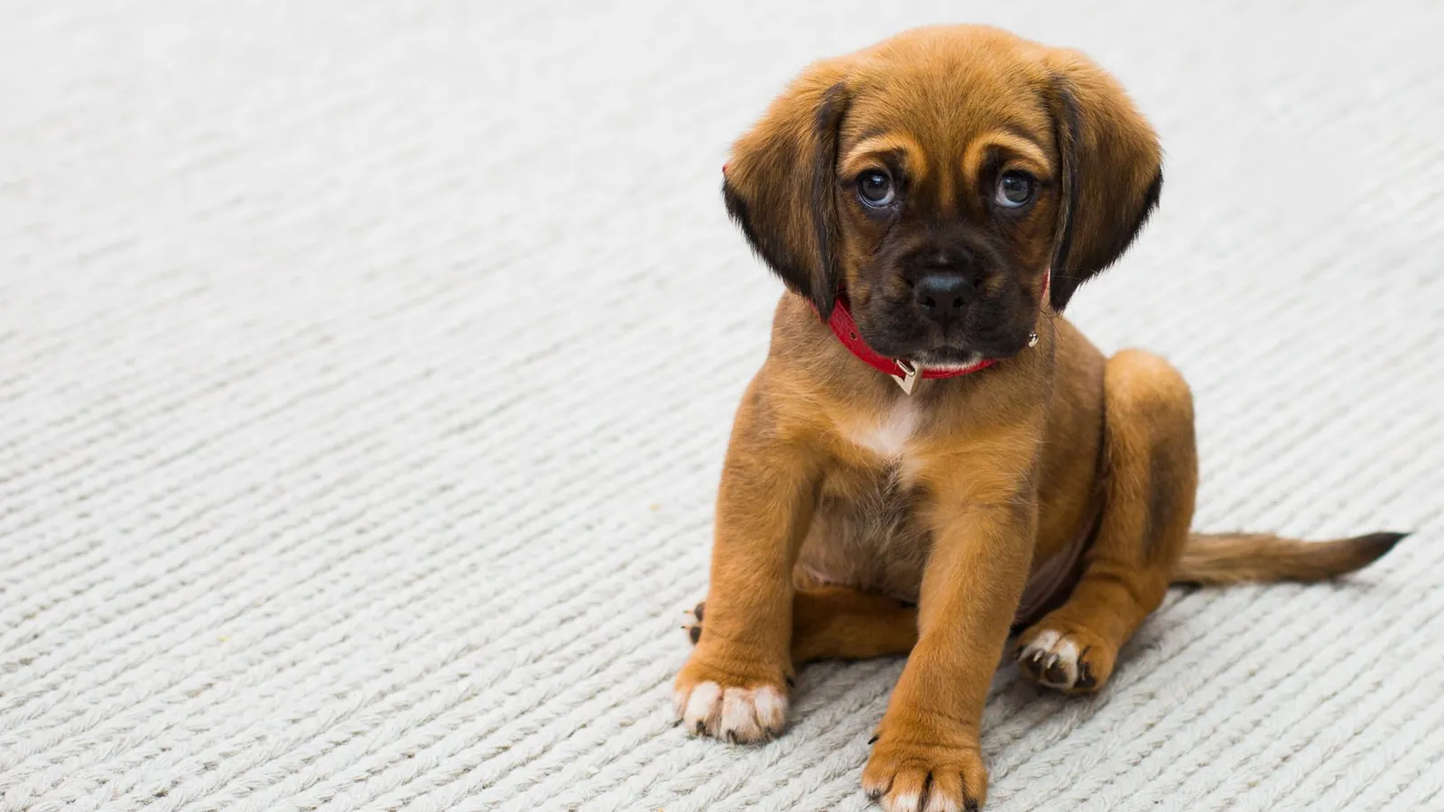 Puppy with a red collar sitting on a light carpet