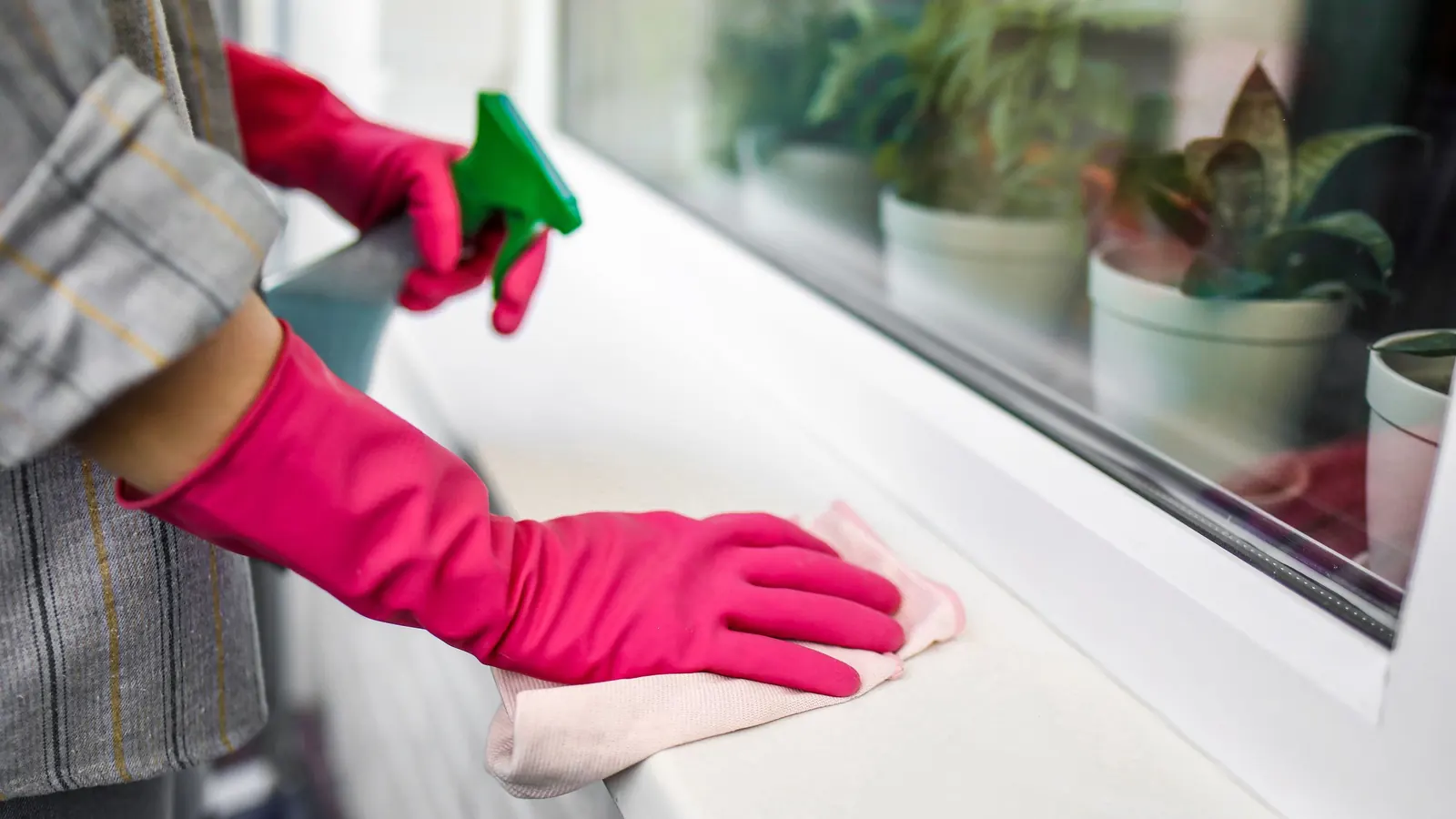 Pink-gloved hand wiping a white window sill next to potted plants