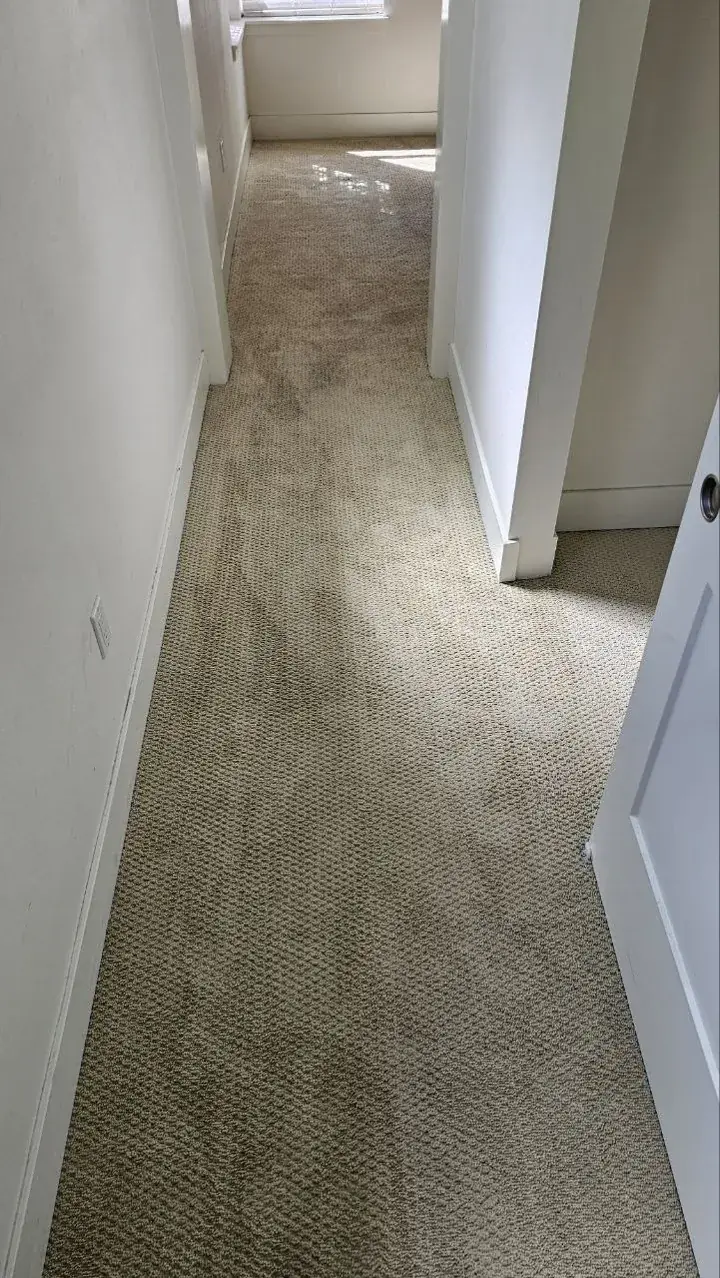 Carpet after cleaning, photo 9